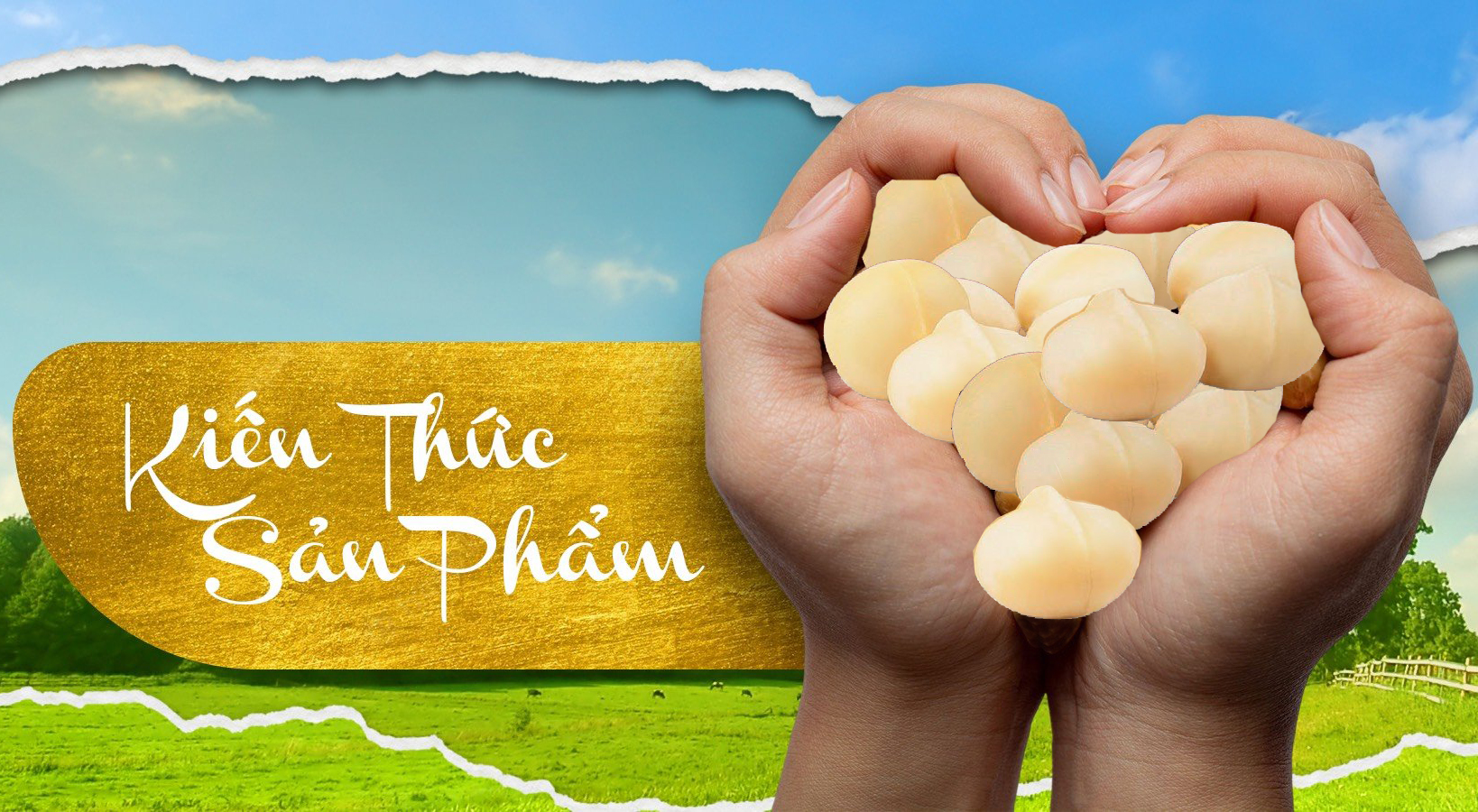 SO SÁNH MẮC CA ÚC VÀ MẮC CA VIỆT NAM